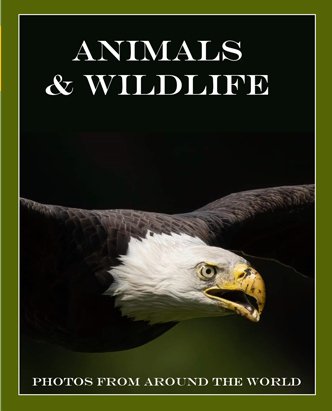 Call for Photography | Animals and Wildlife | | Wheeler Creek Media | Art  Jobs
